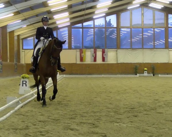 Reitturnier Weikersdorf am Steinfelde 2021