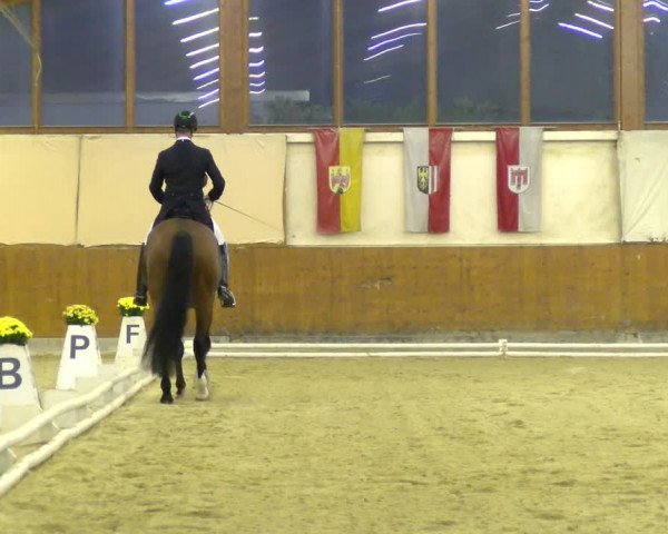 Reitturnier Weikersdorf am Steinfelde 2021