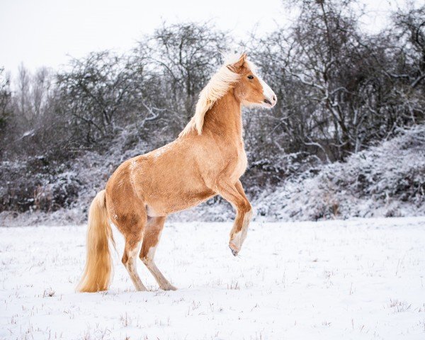 dressage horse Lady Lou (German Riding Pony, 2011, from The Braes My Mobility)