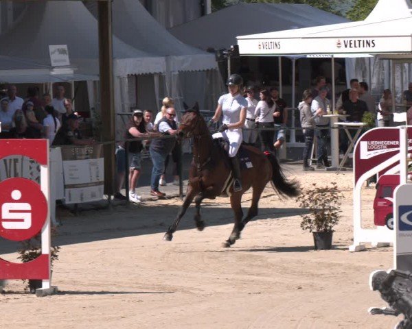 Reitturnier Hellefeld 2024