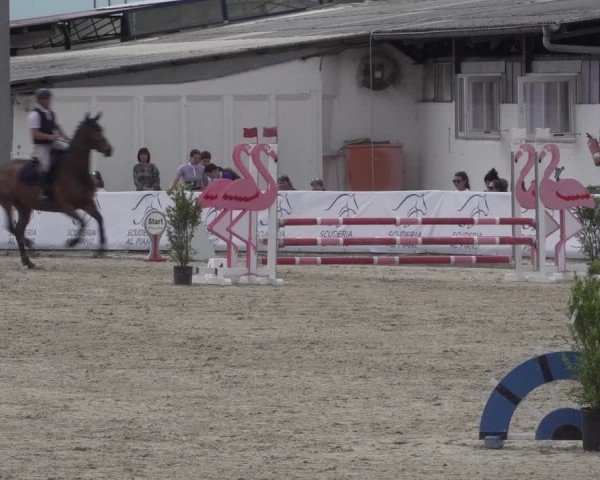 Reitturnier Giubiasco 2024