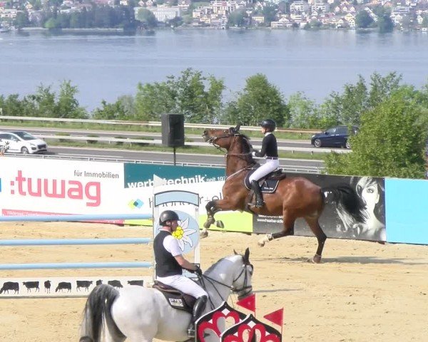 Reitturnier Wädenswil 2024