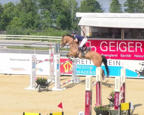 Reitturnier Wädenswil 2024