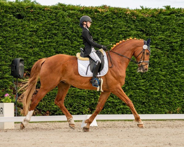 Dressurpferd Quantano 16 (Deutsches Sportpferd, 2014, von Quadroneur)