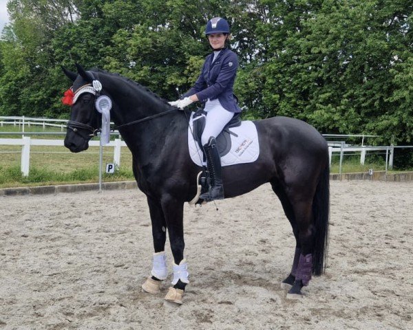 Dressurpferd First Class 115 (Hannoveraner, 2017, von Farrell)