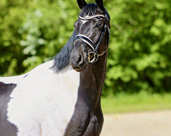 horse Haurums Rock Mann (Pinto with riding horses pedigree, 2019, from Rockefeller)
