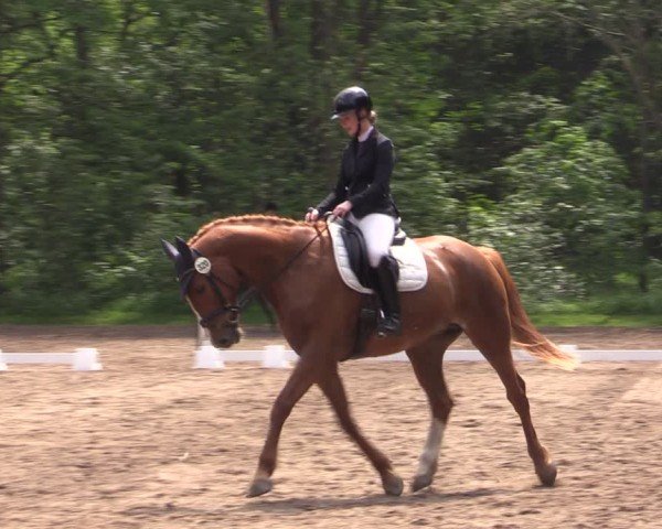 Reitturnier Helmsdorf 2024