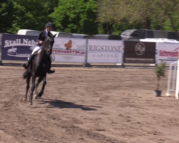 Reitturnier Lentzke - Reitanlage Krehl 2024