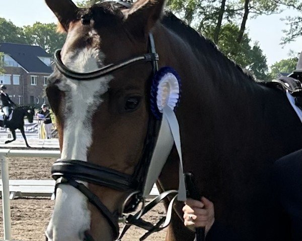 dressage horse Giovedi Santo M (Hanoverian, 2019, from Gentleman FRH)