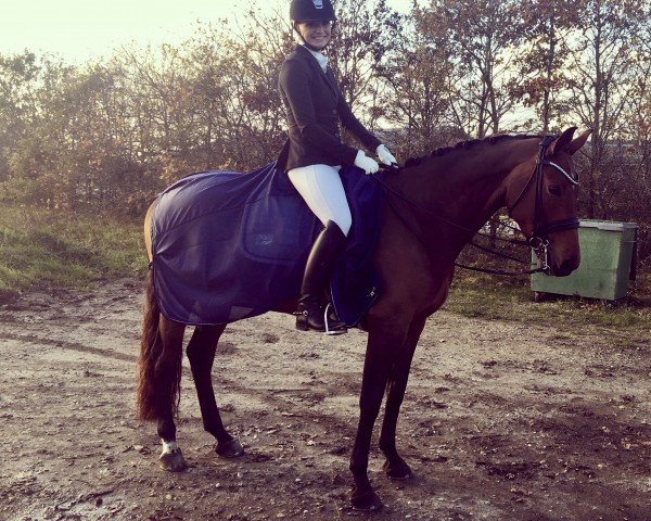 Horse Stine (Danish Warmblood, 2008, from Sting)