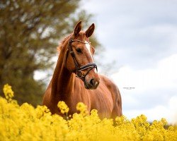 Pferd Cocoro (Deutsches Reitpferd, 2014, von Casskeni II)