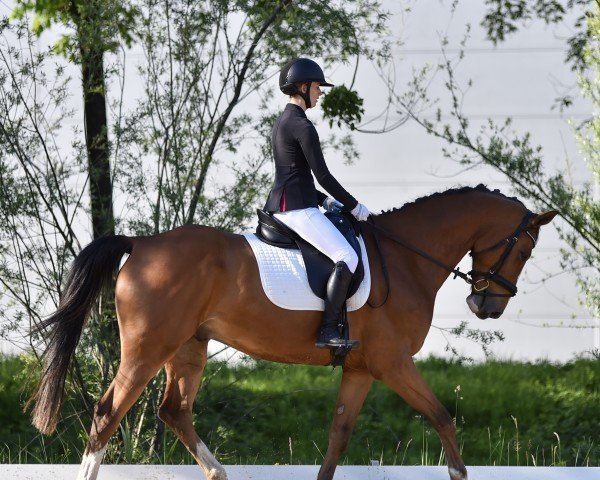 jumper Dinard (Danish Warmblood, 2013)