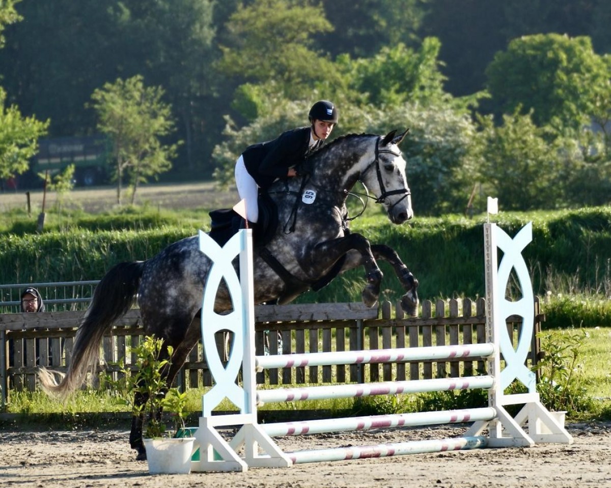 jumper Chaman's Clavisto (Holsteiner, 2016, from Chaman)