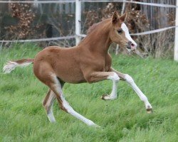 horse Steverheides Calliope (Westphalian, 2024, from César 7)