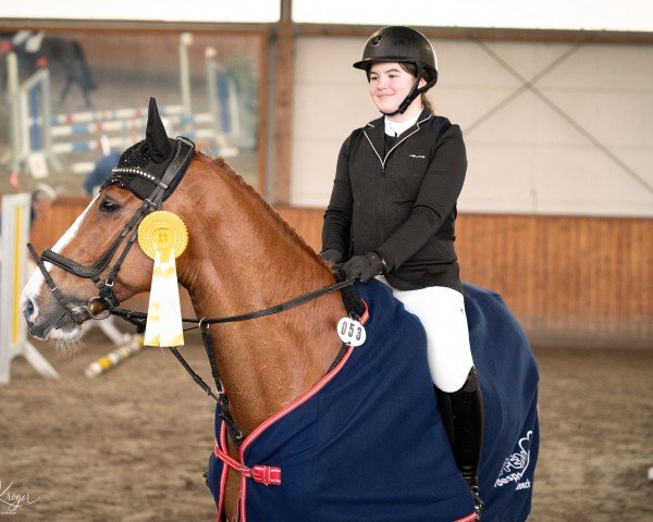 jumper Cito 28 (Holsteiner, 2014, from Casalito)
