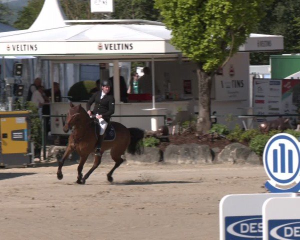 Reitturnier Hellefeld 2024