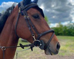 jumper Estelle 104 (German Sport Horse, 2020, from Eldorado van de Zeshoek)