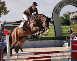jumper Cornlief van het Zwarte Veld (Slovenian Warmblood, 2019, from Cornessini)