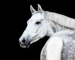 jumper Livella H (Holsteiner, 2016, from Livello)