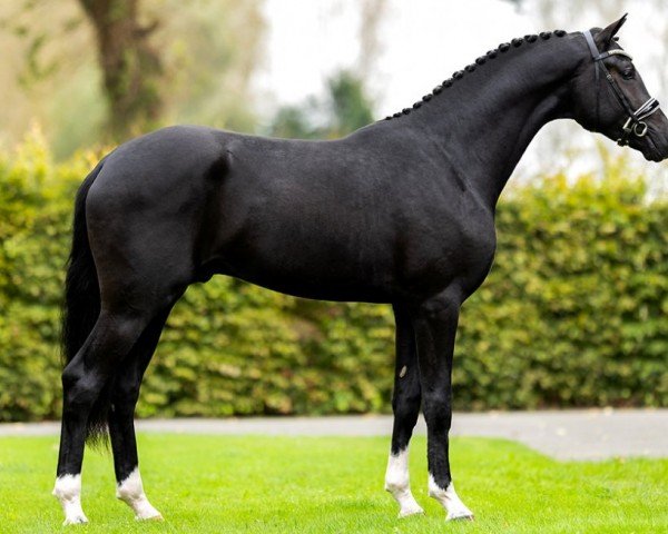 stallion Sarai L (Danish Warmblood, 2021, from Secret)