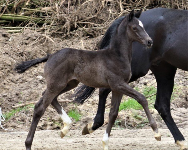 horse En Vogue (Trakehner, 2022, from Fellini)