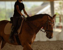 jumper Landini (Hanoverian, 2015, from Landor S)