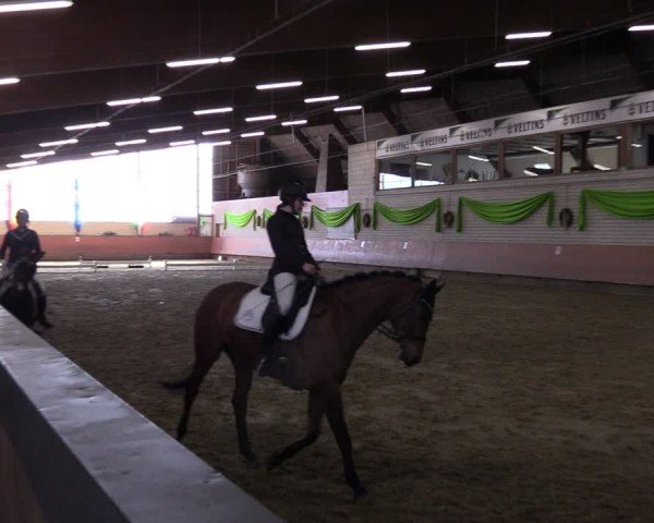Reitturnier Hellefeld 2024
