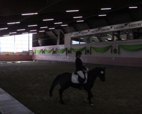 Reitturnier Hellefeld 2024