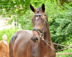 dressage horse Tea at Sunday (Trakehner, 2019, from Saint Cyr)