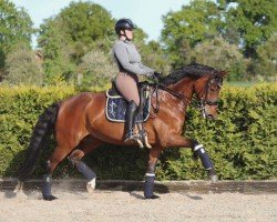 dressage horse Die Kleine Diva 4 (Rhinelander, 2016, from Don Romanov)