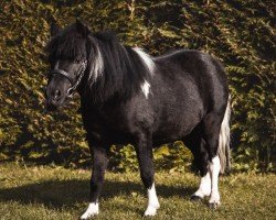 Pferd Vicky (unbekannt, 2017)