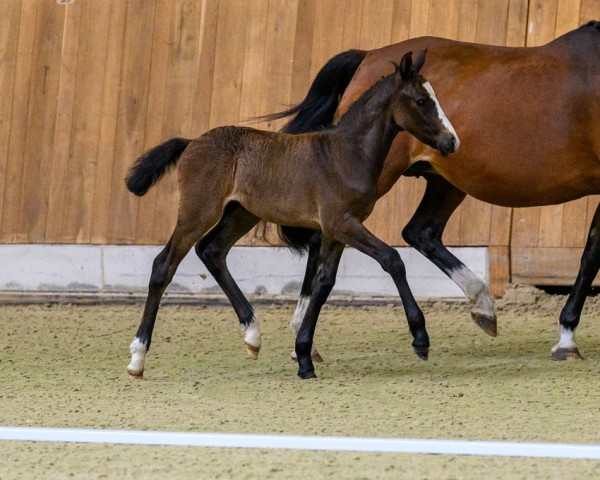 stallion Raven Heart K.A. (German Riding Pony, 2023, from Roughan Sparrow)