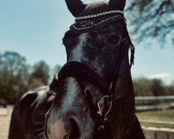 Cavallo da salto Aj Leopold (Zangersheide Reitpferd, 2019, di Levisto Z)