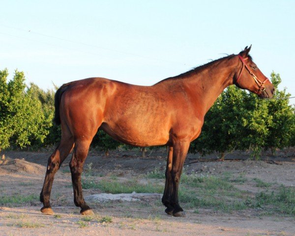Pferd Cool Est (Spanisches Sportpferd, 2006, von Lancer II)