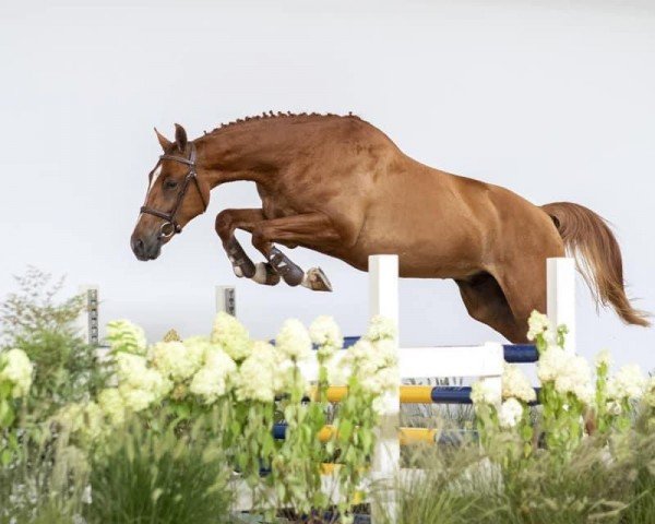 horse Las Vegas (KWPN (Royal Dutch Sporthorse),  , from Zapatero VDL)