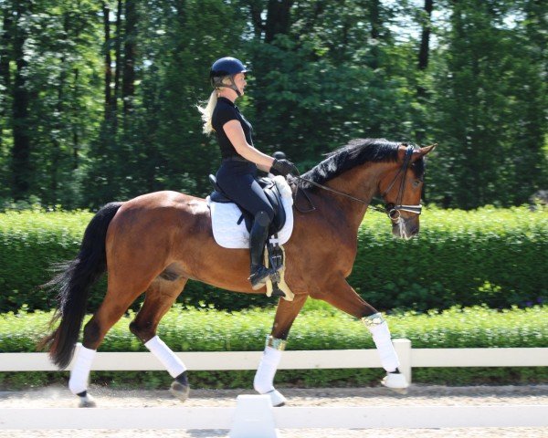 Dressurpferd Valdez 24 (Westfale, 2020, von Vaderland OLD)