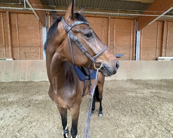 horse Cavoico M (Hanoverian, 2020, from Cavoiro - H OLD)