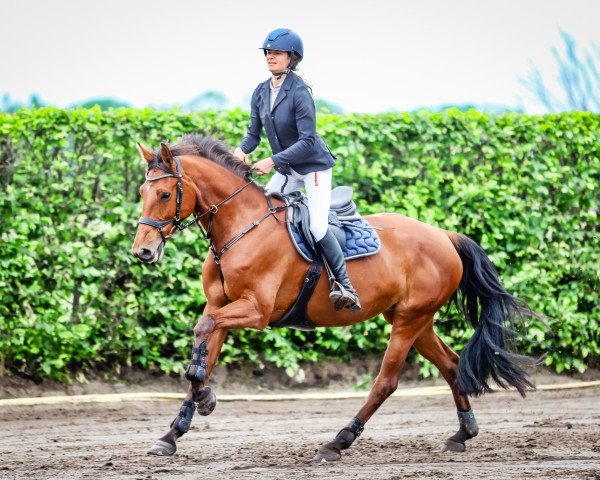 broodmare Cap Askara (German Sport Horse, 2017, from Cappucino)