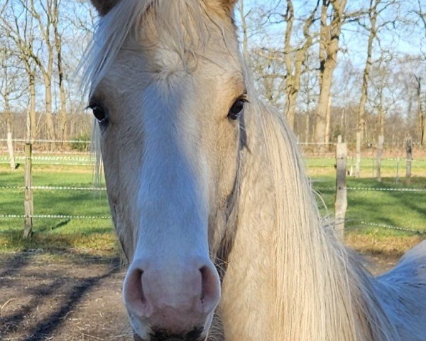 horse Mr. Perfect B (German Riding Pony, 2022, from FS Mr. Right)