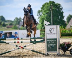 jumper Caribbean 3 (Oldenburg, 2016, from Quidam de Revel)