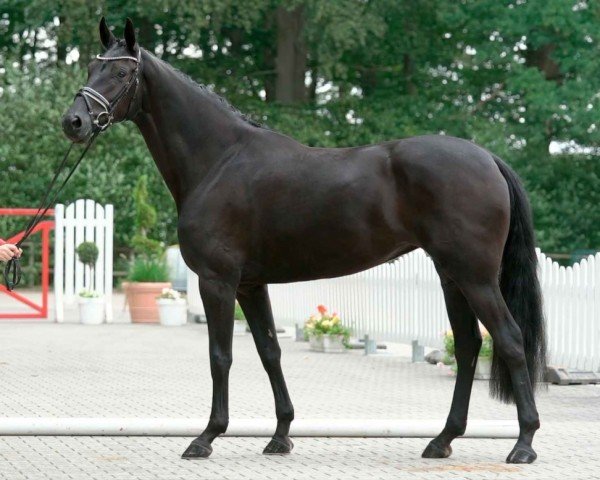 horse Florencia (Oldenburg, 2016, from Fürsten-Look)