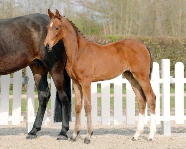 Pferd Tamina (Westfale, 2022, von Taurus)
