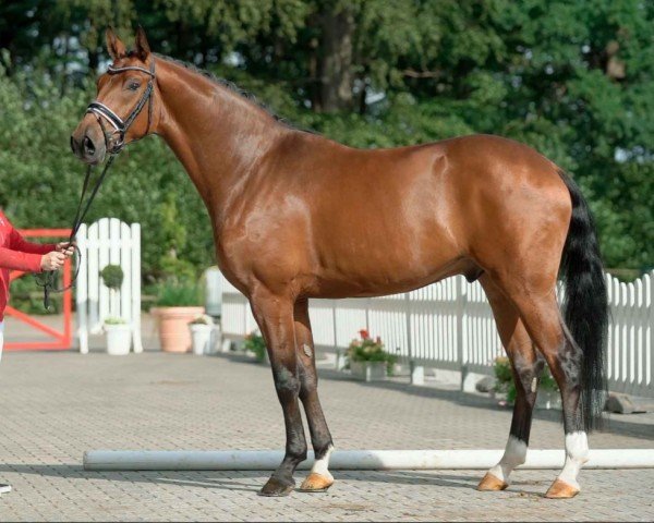 horse Foxi Brown 3 (Westphalian, 2017, from Flashdance)