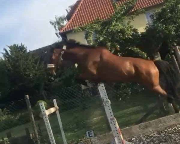jumper Ascador 2 (Oldenburg, 2002, from Askar AA) jumper Ascador 2 (Oldenburg, 2002, from Askar AA)