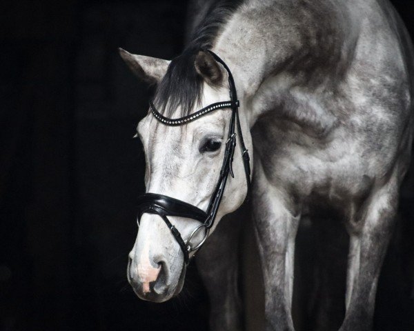 jumper Dia Dalina (Hanoverian, 2018, from Diacontinus)