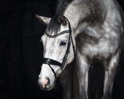jumper Dia Dalina (Hanoverian, 2018, from Diacontinus)