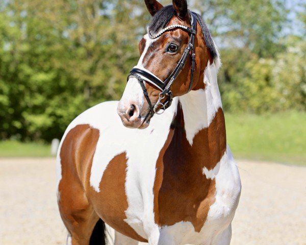 horse Thor Eliselund (Pinto with riding horses pedigree, 2010, from B.Hoelgaard's Boston JT)