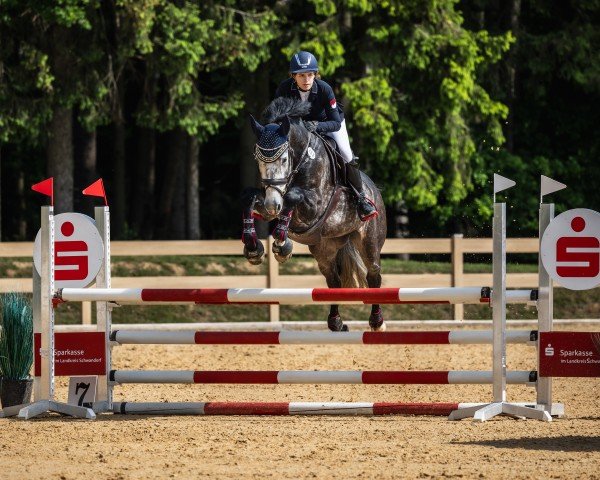 stallion Hello Prime Time (German Sport Horse, 2018, from HICKSTEAD WHITE)
