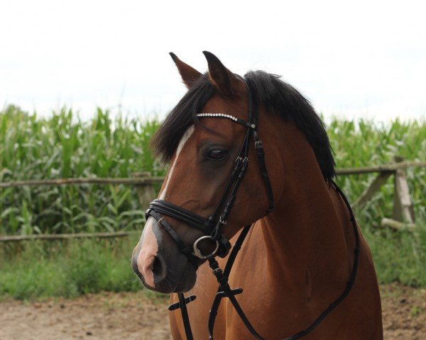Springpferd Nepumuck 18 (Deutsches Reitpony, 2009, von Nagano)