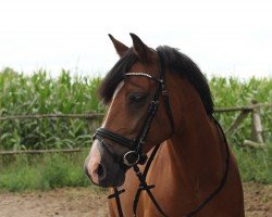 jumper Nepumuck 18 (German Riding Pony, 2009, from Nagano)